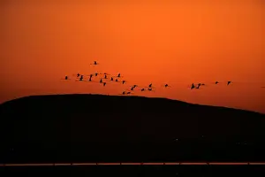 Spain Prints: Flamingos fly as volunteers wade across the lagoon at dawn to gather flamingo chicks