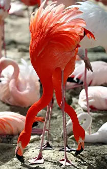 Animal Prints: Flamingos interact in their enclosure during a sunny day at Munichs Hellabrunn Zoo