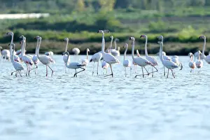 Albania Prints: Flamingos (Phoenicopterus roseus) are pictured in the Divjake-Karavasta lagoon National