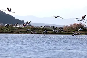 Albania Prints: Flamingos (Phoenicopterus roseus) are pictured in the Divjake-Karavasta lagoon National