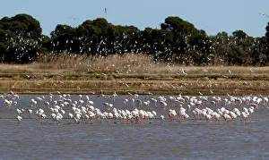 Animal Prints: Flamingos search for food at the Albufera Natural Park in Valencia