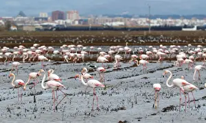Animal Prints: Flamingos search for food at the Albufera Natural Park in Valencia
