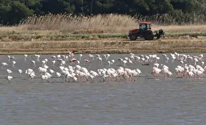Animal Prints: Flamingos search for food at the Albufera Natural Park in Valencia