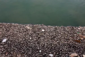 Iraq Prints: Floating dead fish are seen near fish farms at the Euphrates River in Mussayab district