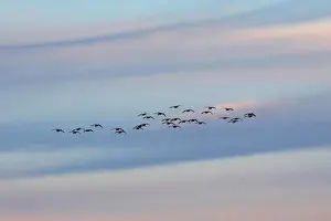 A flock of Canda geese fly at dusk over the Piermont Marsh along the Hudson River in Piermont