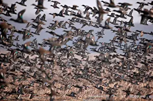 Dailylife Prints: A flock of Common Teal fly across a wetland on a winter day on the outskirts of Srinagar