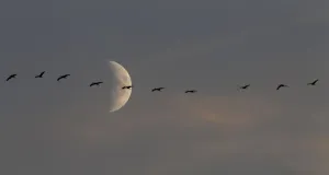 Prints of A flock of migrating cranes flies in front of the moon in Linum near Berlin on October 13, 2010. REUTERS/Pawel Kopczynski (GERMANY - Tags: ENVIRONMENT ANIMALS IMAGES OF THE DAY) Germany Prints: A flock of migrating cranes flies in front of the moon in Linum near Berlin