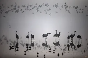 A flock of migrating cranes is seen at the Hula Lake Ornithology and Nature Park in A flock of migrating cranes is seen at the Hula Lake Ornithology and Nature Park in