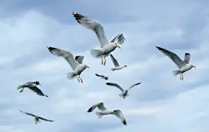 Trending: Flock of seagulls fly near Danilo Latins ship in Savudrija