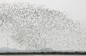 Prints of A flock of snipes flies over the Yalu River Estuary Nature Reserve in the border city of Dandong, Liaoning province May 5, 2011 China Prints: A flock of snipes flies over the Yalu River Estuary Nature Reserve in the border city of