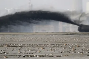 Prints of A flock of snipes rests at a swamp near a land reclamation project on the Yalu River Estuary Nature Reserve in the border city of Dandong, Liaoning province May 5, 2011 China Prints: A flock of snipes rest at a swamp near a land reclamation project on the Yalu River