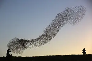 Images Dated 2014 February: A flock of starlings fly over an agricultural field near the southern Israeli city of