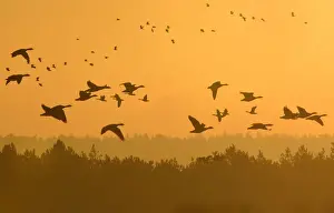 Prints of Flocks of geese fly at dawn along the coastline of The Wash near Snettisham in east Britain, February 12, 2016. REUTERS/Toby Melville TPX IMAGES OF THE DAY Britain Prints: Flocks of geese fly at dawn along the coastline of The Wash near Snettisham in east
