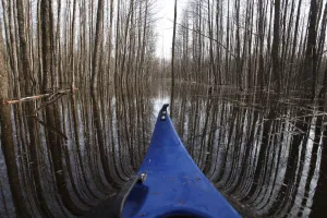 A flooded forest is pictured in Soomaa national park A flooded forest is pictured in Soomaa national park