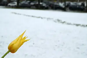 Flower Prints: A flower is pictured after a snow fall on a spring day in the garden of the European