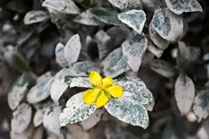 : A flower is surrounded by dried mud after floodwater subsided in Sri Muda