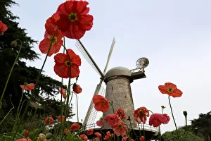 Flowers bloom near the Dutch Windmill in the Queen Wilhelmina Tulip Garden in Golden