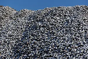 Sugar Prints: Frozen harvest leaves bitter taste for US sugar beet farmers