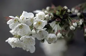 Flower Prints: Full-bloom cherry blossoms are seen inside garden in Srinagar