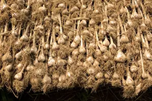 Garlic dries in a greenhouse at Quail Hill Farm in Amagansett