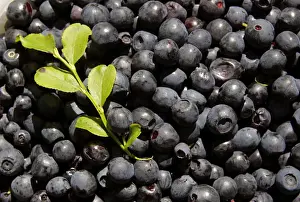 Food And Drink Prints: Gathered blueberries are seen in a marsh near the village of Borki