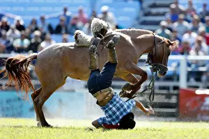 A gaucho is unseated by an untamed horse during the Creole week celebrations in