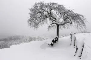 France Prints: General view of a country scene with a tree covered with freshly-fallen snow in Dabo