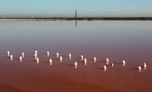 General view of a salt production site on the bed of a drained area of the Sasyk-Sivash