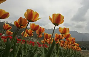 General view of tulips is seen after it was inaugurated by Sonia Gandhi in Srinagar
