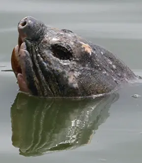 A giant freshwater turtle swims in Hanois Hoan Kiem lake