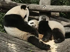Austria Prints: Giant panda Yang Yang and her cub Fu Hu cuddle in their enclosure on Fu Hus second