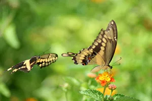Giant swallowtails are seen at the North American Butterfly Associations (NABA Giant swallowtails are seen at the North American Butterfly Associations (NABA