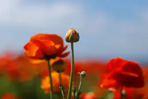 Dailylife Prints: Giant Tecolote ranunculus flowers begin to bloom at the Flower Fields at Carlsbad Ranch