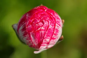 Dailylife Prints: Giant Tecolote ranunculus flowers begin to bloom at the Flower Fields at Carlsbad Ranch