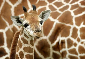 Animal Prints: Giraffe baby stands next to his mother at Safari park in Hodenhagen