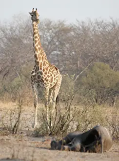 A giraffe walks near a carcass of an elephant at a watering hole inside Hwange National