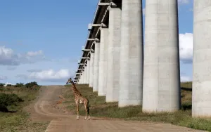 Kenya Prints: A giraffe walks near the elevated railway line that allows movement of animals below