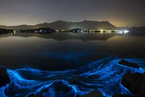 Glow-in-the-dark blue waves caused by the phenomenon known as harmful algal bloom or red
