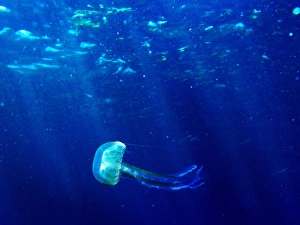 <b class=qtipBold><figcaption>Gm1Dtfkzvjaa</figcaption></b><br>A jellyfish floats in the Mediterranean sea off the south coast of the Balearic island of Mallorca August 7, 2006. Sweltering temperatures sweeping Europe have brought a plague of jellyfish to Spain's eastern seashores, forcing holidaymakers to stay out of the sea. REUTERS/Dani Cardona (SPAIN) Gm1Dtfkzvjaa