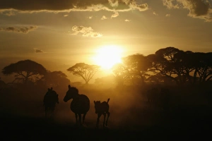 Africa Prints: Gm1Duwneyfaa