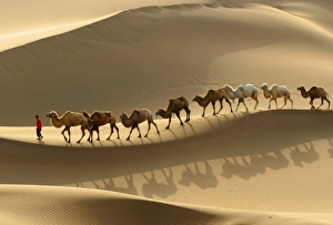 <b class=qtipBold><figcaption>Gm1Dwhskvnaa</figcaption></b><br>A local farmer leads a row of camels at a tourism resort of the Kumtag Desert in Shanshan county, northwest China's Xinjiang Uygur Autonomous Region October 4, 2007. Kumtag desert has been developed as a tourist resort where visitors can have a full view of the magnificence of the desert without actually venturing out into it, local media reported. Picture taken October 4, 2007. REUTERS/China Daily (China) CHINA OUT Also see GF2DWTBBUIAA Gm1Dwhskvnaa