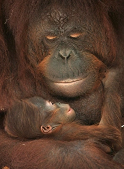 <b class=qtipBold><figcaption>GM1E4CP1GT401</figcaption></b><br>Eleven-year-old orang-utan Sinta holds her baby Natalia at Taman Safari zoo in Pasuruan in Indonesia's East Java province December 25, 2008. Natalia was born early morning on Thursday and 25 orang-utans are currently staying at Taman Safari in Pasuruan. REUTERS/Sigit Pamungkas (INDONESIA) GM1E4CP1GT401