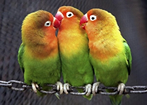 <b class=qtipBold><figcaption>GM1E5311GVJ01</figcaption></b><br>Parrots are seen at a zoo in Nanjing, Jiangsu province March 1, 2009. REUTERS/China Daily (CHINA). CHINA OUT. NO COMMERCIAL OR EDITORIAL SALES IN CHINA. GM1E5311GVJ01