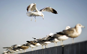 <b class=qtipBold><figcaption>GM1E53B13AI01</figcaption></b><br>A bird flies by a group of birds perched on a wall in Hollywood, California March 10, 2009. REUTERS/Mario Anzuoni (UNITED STATES) GM1E53B13AI01