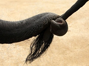 <b class=qtipBold><figcaption>GM1E53D197C01</figcaption></b><br>A young elephant holds onto the tail of another elephant as they walk during Thailand's National Elephant day at Ayutthaya Elephant Palace & Royal Kraal, 80 km (50 miles) north of Bangkok, March 13, 2009. REUTERS/Sukree Sukplang (THAILAND SOCIETY ANIMALS) GM1E53D197C01