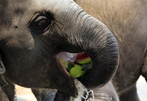 <b class=qtipBold><figcaption>GM1E53D19IO01</figcaption></b><br>A two-month-old elephant enjoys a block of ice containing fruit during Thailand's National Elephant Day at Ayutthaya Elephant Palace & Royal Kraal, 80 km (50 miles) north of Bangkok, March 13, 2009. REUTERS/Sukree Sukplang (THAILAND SOCIETY FOOD DRINK ANIMALS) GM1E53D19IO01