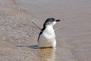 <b class=qtipBold><figcaption>GM1E53K0VJJ01</figcaption></b><br>North, a Little Penguin, walks into the water after being released at North Curl Curl beach in Sydney March 20, 2009. Sydney's Taronga Zoo released back into the ocean two adult Little Penguins after they had rested and been cared for at Taronga's Wildlife hospital. REUTERS/Daniel Munoz (AUSTRALIA) ANIMALS ENVIRONMENT) GM1E53K0VJJ01