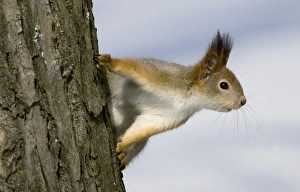 <b class=qtipBold><figcaption>GM1E53K1TJ001</figcaption></b><br>A squirrel looks around while climbing a tree in a park in central Minsk, March 20, 2009. REUTERS/Vasily Fedosenko (BELARUS ANIMALS ENVIRONMENT) GM1E53K1TJ001