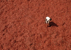 <b class=qtipBold><figcaption>GM1E53R1B5P01</figcaption></b><br>A labourer spreads red chillies to dry at a wholesale market on the outskirts of the southern Indian city of Hyderabad March 27, 2009. India's wholesale price inflation is expected to be between 2 percent and minus 2 percent in the fiscal year to March 2010, Chief Economic Adviser Arvind Virmani said on Friday. REUTERS/Krishnendu Halder (INDIA BUSINESS) FOR BEST QUALITY IMAGE ALSO SEE: GM1E59614W601 GM1E53R1B5P01