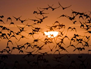 <b class=qtipBold><figcaption>GM1E53R1EQJ01</figcaption></b><br>A flock of birds is silhouetted against the sunrise outside the town of Kyzylorda in southern Kazakhstan March 27, 2009. REUTERS/Shamil Zhumatov (KAZAKHSTAN ENVIRONMENT ANIMALS) GM1E53R1EQJ01